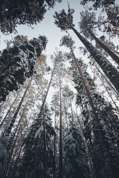 View of snow-covered pine trees in Lahemaa National Park with tall trunks reaching towards the sky in Estonia.