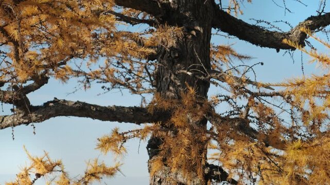 A handheld camera captures a close-up of a larch tree with bright yellow needles against a clear blue sky. Beautiful vibrant autumn nature details in Khakassia, Siberia.