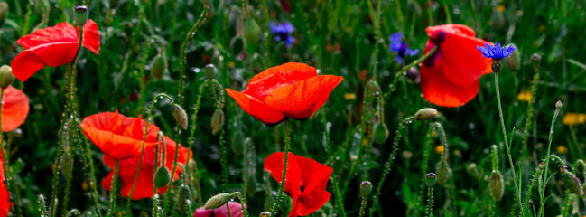 Fototapeta premium Vibrant red poppies and scattered blue cornflowers fill a sunlit summer meadow, with delicate petals, green stems and morning dew creating a fresh, natural floral scene full of color and texture.