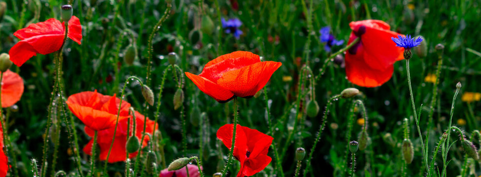 Vibrant red poppies and scattered blue cornflowers fill a sunlit summer meadow, with delicate petals, green stems and morning dew creating a fresh, natural floral scene full of color and texture.