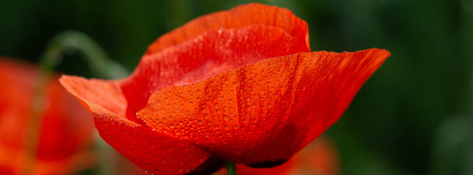 A vibrant red poppy covered in raindrops shown in a close-up macro view against a soft green garden background, conveying freshness, delicate texture and natural floral beauty after rain.