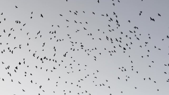 Large flock of wild black crows flying and circling high in a blue sky during a clear autumn day outdoors. Scenic natural seasonal bird migration scene before winter departure, wildlife corvus fauna. 