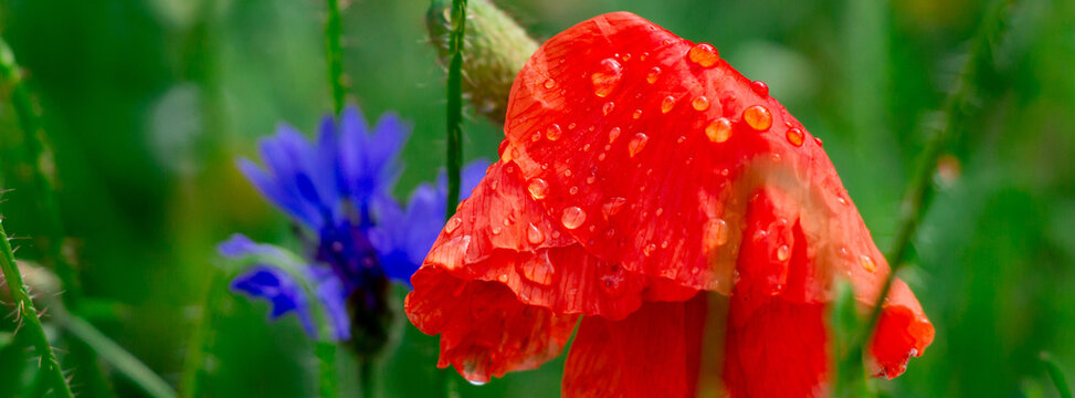 Red poppy covered in water droplets with a blue cornflower in a blurred green meadow background. Close-up macro view captures delicate wet petals, vibrant color contrast and fresh summer nature mood.