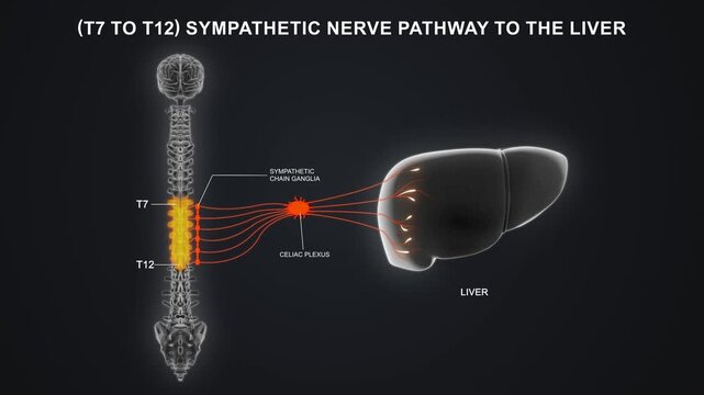 T7 to T12 - The sympathetic nerve pathway to the liver 3D animation video