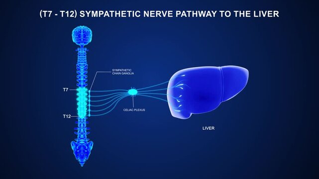 T7 to T12 - The sympathetic nerve pathway to the liver 3D animation video