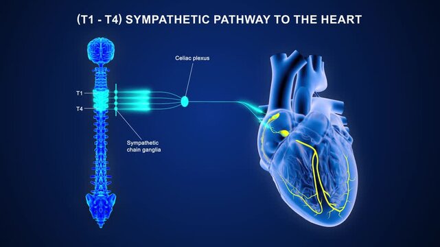 T1 to T4 - The sympathetic nerve pathway to the heart 3D animation video