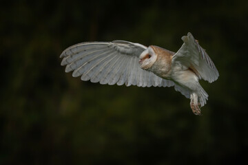 Barn owl (Tyto alba) in flight, hunting. Dark green background. Gelderland in the Netherlands.            © Albert