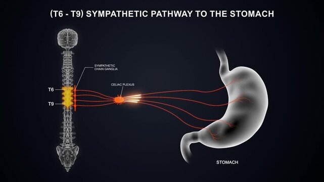 T6 to T9  The sympathetic nerve pathway to the stomach 3D animation video