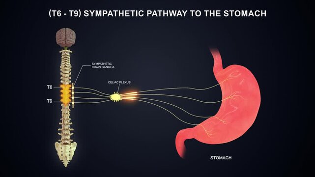 T6 to T9  The sympathetic nerve pathway to the stomach 3D animation video