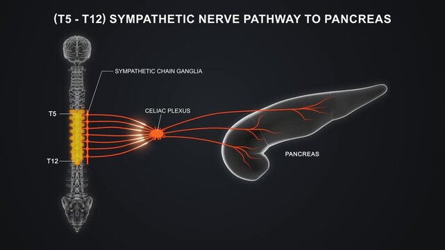 T5 to T12 The sympathetic nerve pathway to the pancreas 3D animation video