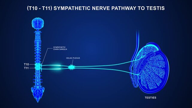 T10 to T11 - The sympathetic nerve pathway to the testis 3d animation