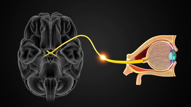 The Optic nerve (CN II) connects the back of the eyeball to the brain 3D animation video