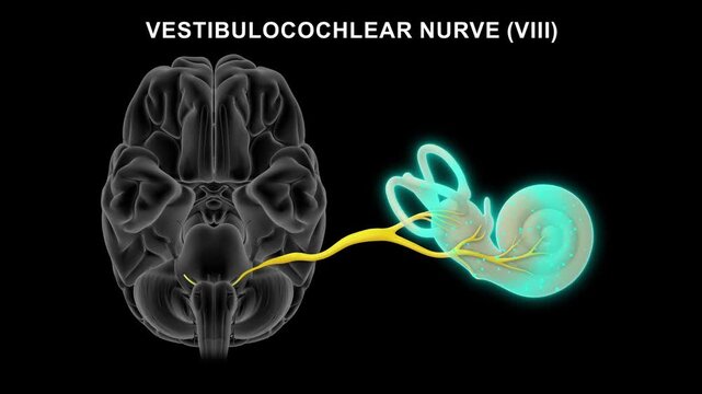 Vestibulocochlear nerve (8th cranial nerve) connected to cochlea 3D animation video