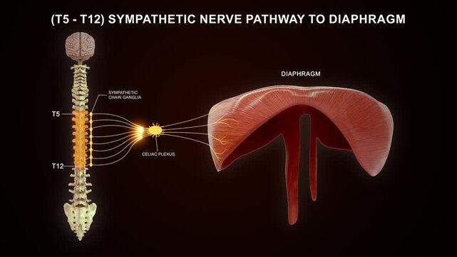 Cranial nerves III, IV, and VI associated with eye muscles 3D animation video