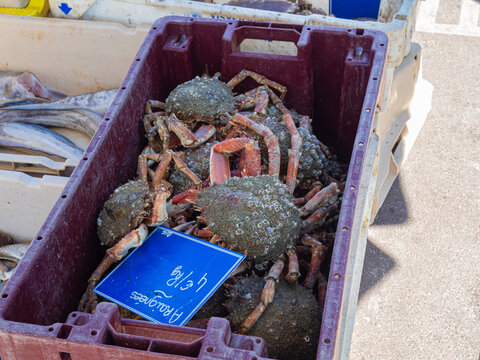 Recolecci&oacute;n de crust&aacute;ceos en el puerto de Saint Valery en Caux, en una caja, con patas largas y concha dura, trabajo mar&iacute;timo en barco de pesca en la Normand&iacute;a Francesa, verano 2022