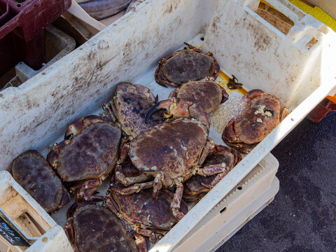 Crust&aacute;ceos en una caja listos para vender en la costa de Normand&iacute;a en Francia, viajando en verano 2022