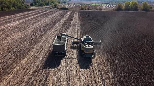 Sunflower harvest continues as harvester moves through rows of dry stalks beside grain cart. Agricultural machinery gathers crop across expansive field bordered by trees as harvesting proceeds.