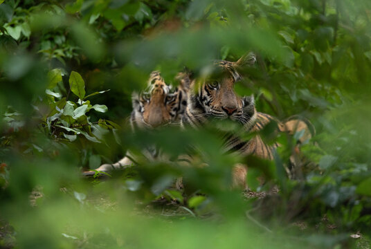 Closeup of Tiger cubs in the jungle through foliage at Tadoba Andhari Tiger Reserve, India