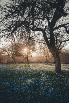 Laane County, Estonia - 29 April 2022: View of Vormsi island landscape featuring a field of blooming blue flowers under bare trees during the golden hour.