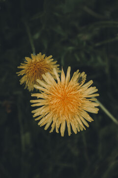 View of two yellow dandelion flowers with a small insect resting on one of the petals against a dark, blurred background in Vormsi, Laane County, Estonia.