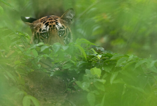 A portrait of a tiger cub in green at Tadoba Andhari Tiger Reserve, India