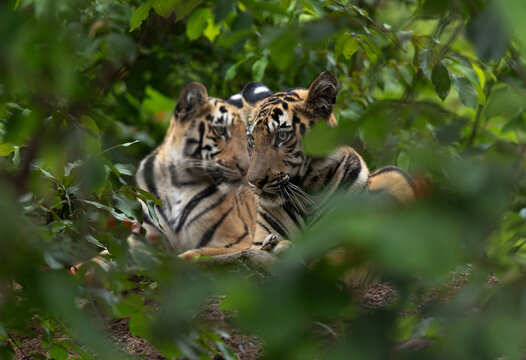 Tiger cubs through the foliage of Tadoba Andhari Tiger Reserve, India