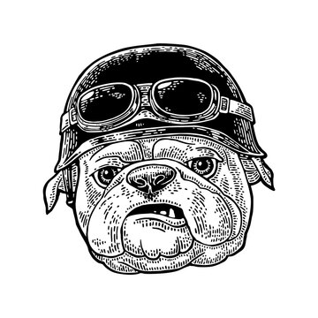 Boxer or bulldog head wearing vintage open-face motorcycle helmet with goggles. Vector detailed black hand drawn vintage engraving illustration isolated on white for mascot. Dog has grumpy expression