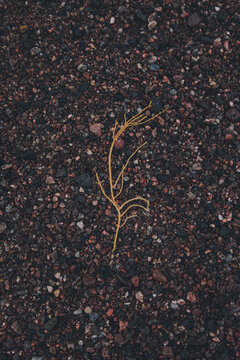 View of a single piece of yellow seaweed resting on dark, wet pebbles on the beach in Karepa, Laane-Viru County, Estonia.