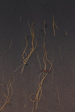 View of dry plant roots scattered on dark sand in Karepa, Laane-Viru County, Estonia.