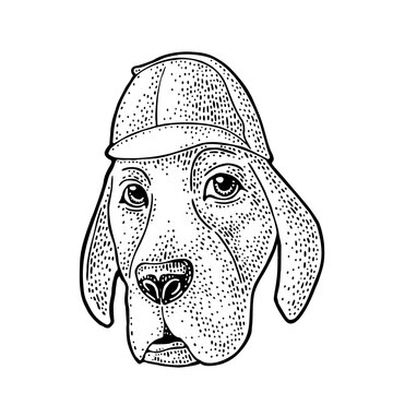 Detective hound dog head wearing Sherlock Holmes deerstalker hat. Hand drawn black engraving illustration of bloodhound or pointer. Isolated on white. Perfect design for logo, mascot, t-shirt