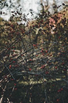 View of red rose hips on a bush in Vormsi, Laane County, Estonia.