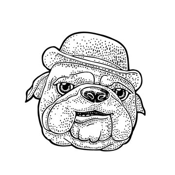 Bulldog or boxer dog head wearing classic bowler hat. Vintage black hand drawn engraving illustration. Isolated on white background. Hand drawn design element for poster, for logo, mascot, t-shirt