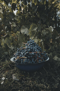 View of a bowl filled with freshly harvested dark grapes placed in front of lush green grapevines in Laane County, Estonia.