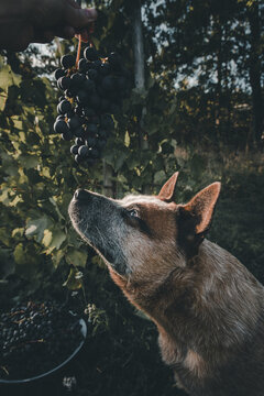 View of an Australian Cattle Dog looking up at a bunch of dark grapes held by a hand in a vineyard, Laane County, Estonia.