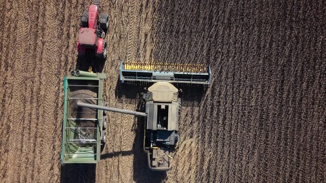 Combine harvester carries sunflower harvest forward while tractor and grain cart travel alongside through orderly field rows. Top down view reveals contrast between standing crop and dark cut ground.
