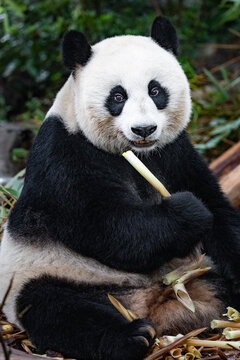 View of a giant panda eating bamboo at the Chengdu Research Base of Giant Panda Breeding in Chengdu, Sichuan, China.