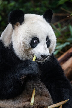 View of a giant panda eating a fresh bamboo shoot in a natural habitat at the Chengdu Research Base of Giant Panda Breeding in Chengdu, Sichuan, China.