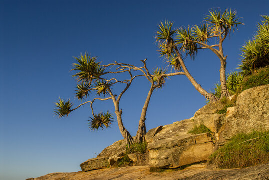 View of pandanus trees growing on the rocky cliffs above Cylinder Beach in Brisbane City, Queensland, Australia.