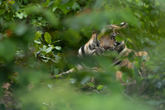 Tiger cubs in the jungle through foliage at Tadoba Andhari Tiger Reserve, India