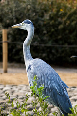 Vertical profile portrait of a grey heron standing proudly in a park © Palen