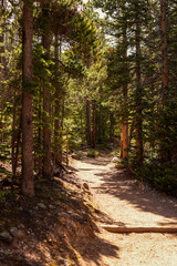 Fototapeta premium Sun-Dappled Eugenia Mine Trail Through Pine Forest in Rocky Mountain National Park, Colorado