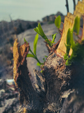View of fresh green shoots emerging from a weathered tree stump with a rocky landscape in the background in Jos North, Plateau, Nigeria.
