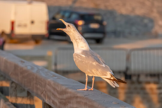 Luc-Sur-Mer, France - 08 08 2026: A seagull standing on a wooden railing on the beach at colorful sunrise