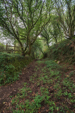 View of a woodland path lined with mossy stone walls and lush trees in Luxulyan Valley, Luxulyan, Bodmin, Cornwall, United Kingdom.
