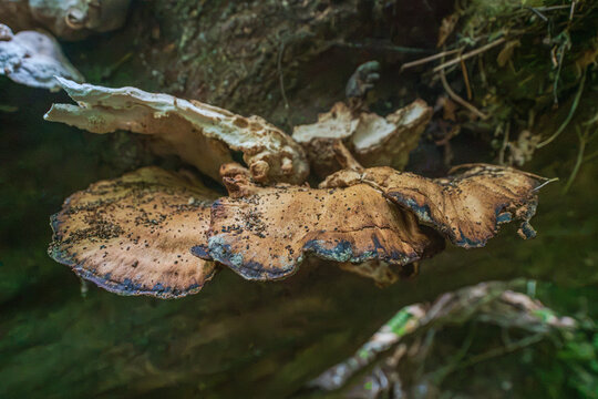 View of bracket fungi growing on a mossy tree trunk in the woodland of Luxulyan Valley, Luxulyan, Bodmin, Cornwall, United Kingdom.