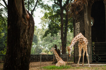 Tall giraffe standing near natural enclosure in zoological park surrounded by trees, wildlife conservation and safari inspired environment, majestic African mammal in outdoor habitat with lush green l © Oyex