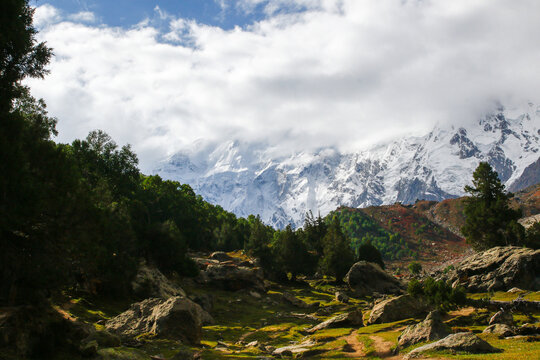 View of the snow-capped Nanga Parbat mountain peak rising above the lush green meadows and pine forests of Fairy Meadow, Gilgit, Pakistan.