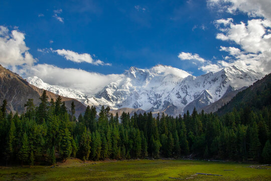 View of Nanga Parbat mountain peak towering over a lush green forest and meadow under a clear blue sky in Fairy Meadow, Gilgit, Pakistan.