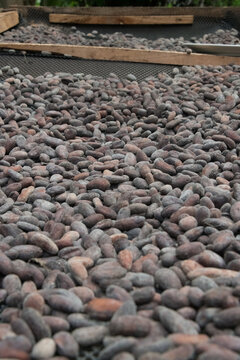 View of cocoa beans drying on a mesh tray in Porto Jimenez, Costa Rica.