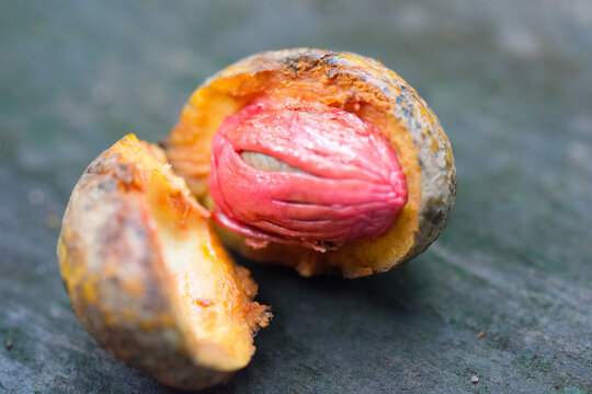 View of a split nutmeg fruit showing the bright red aril surrounding the seed on a wooden surface in Porto Jimenez, Costa Rica.
